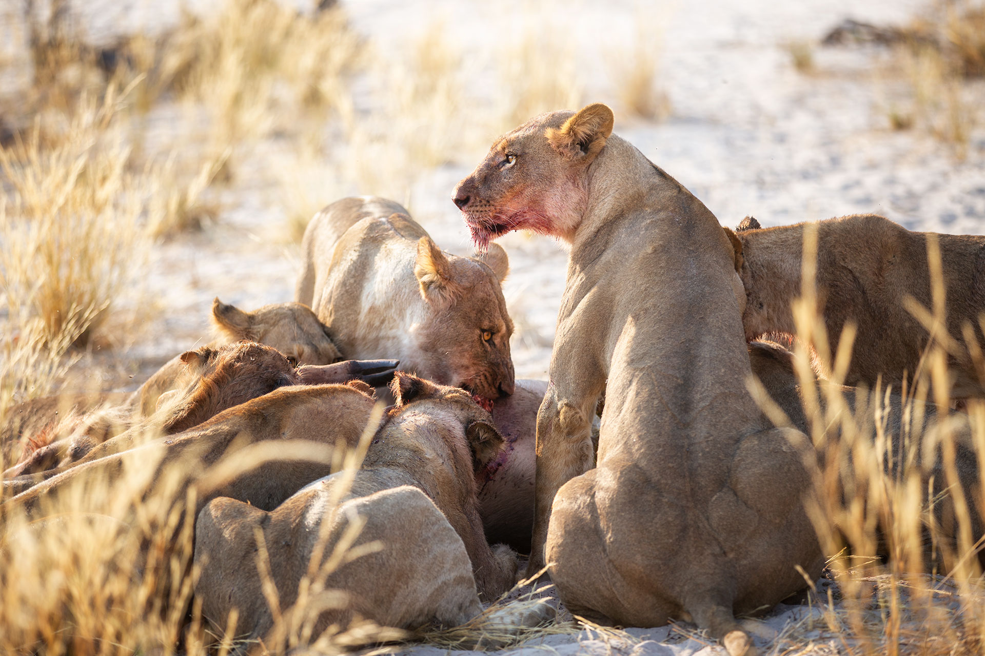 wild-focus-safaris_lions_feeding_botswana