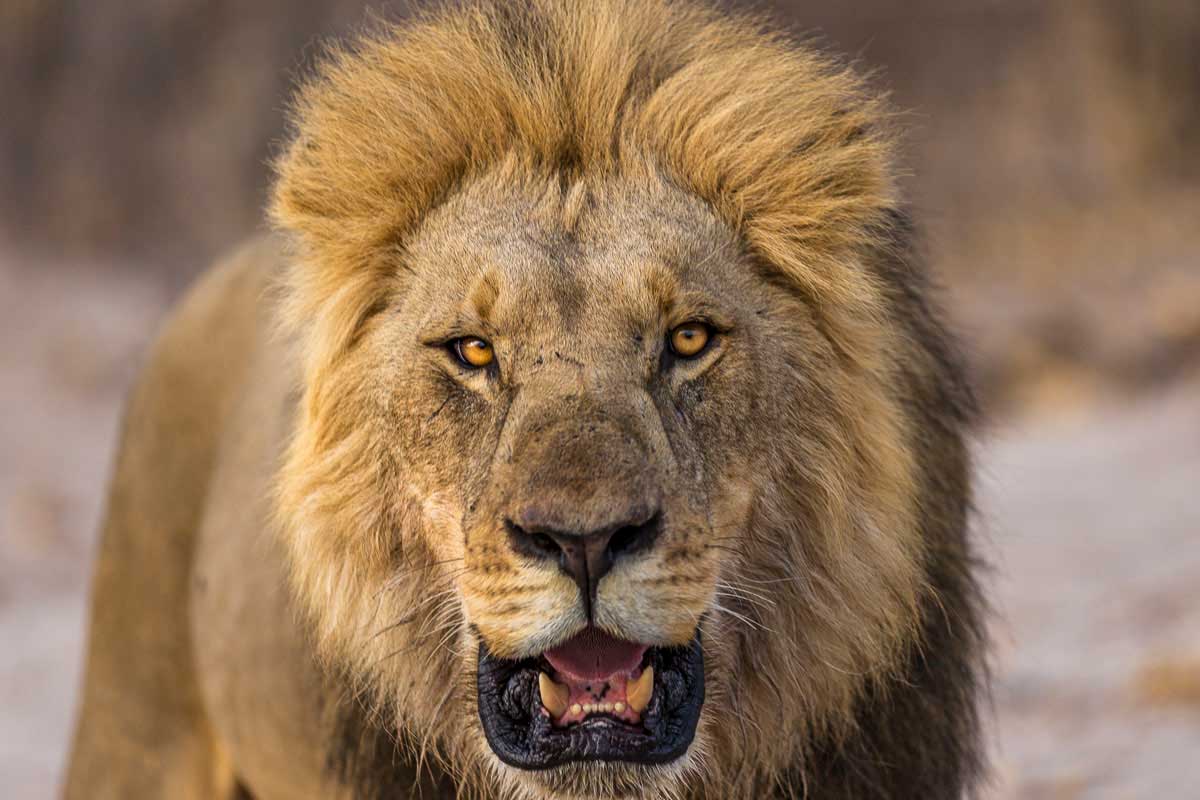 wildfocussafaris_male-lion