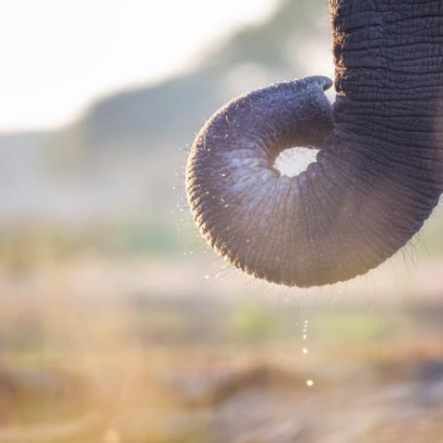 wild-focus-safaris_elephant-trunk_botswana_S