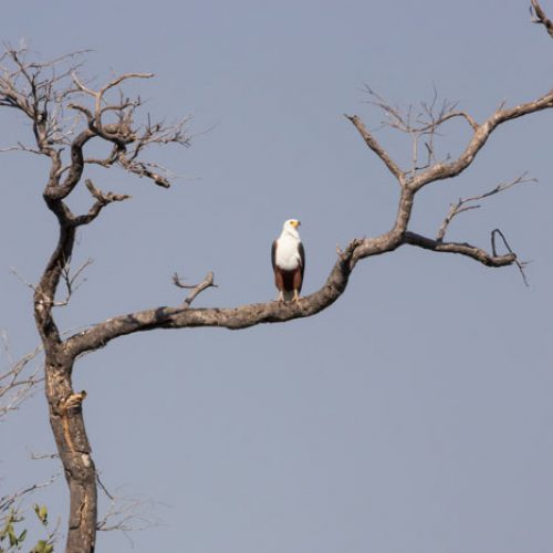 wild-focus-safaris_fish-eagle_botswana_S