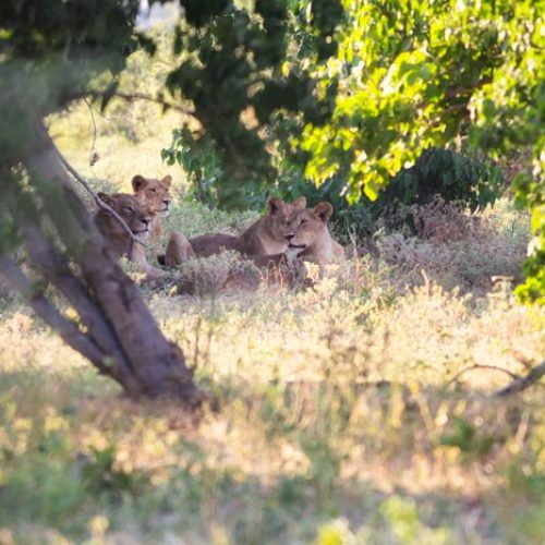 wild-focus-safaris_lions-shade_botswana_S