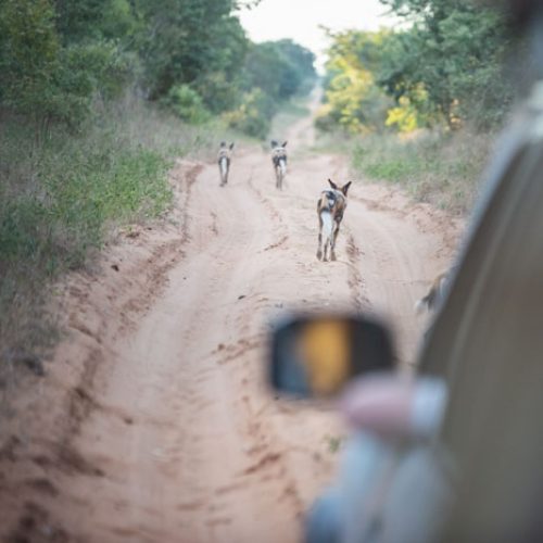wild-focus-safaris_wilddogs-road_botswana_S