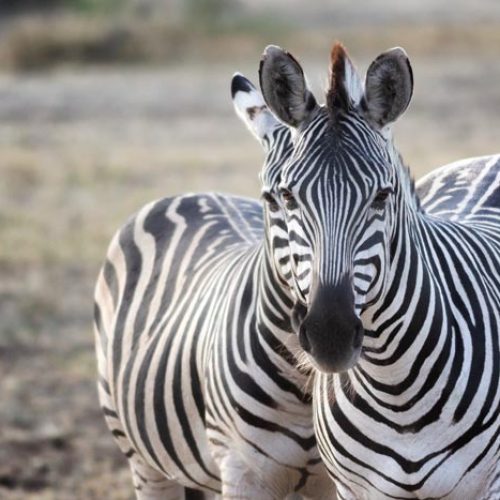 wild-focus-safaris_zebra-twins_botswana_S